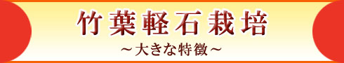 竹葉軽石栽培 〜大きな特徴〜